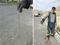 زنده‌گیری مار در منزل مسکونی خیابان رودکی اراک توسط آتش‌نشانان