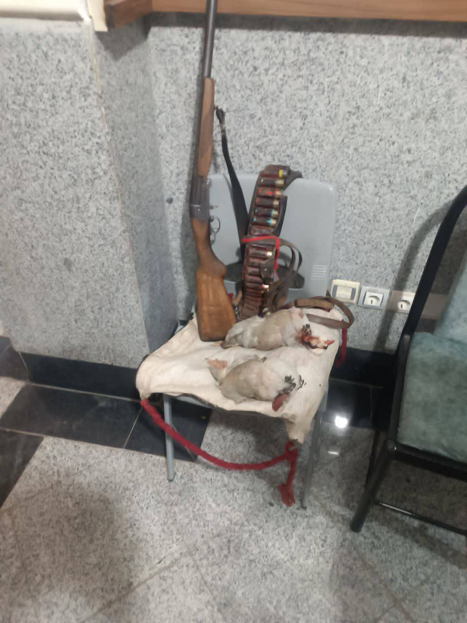 دستگیری متخلف شکار ۲ قطعه کبک در مناطق آزاد دنا