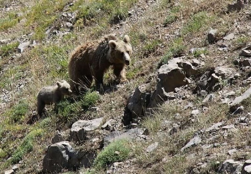 حفاظت مشارکتی از خرس قهوه ای سبلان عملیاتی می‌شود