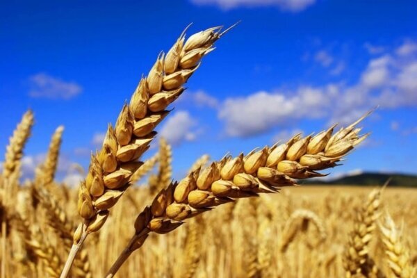 آغاز خرید تضمینی گندم در خراسان رضوی