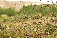 مقابله با گسترش آفت در ۴۰ هزار هکتار از اراضی خراسان جنوبی