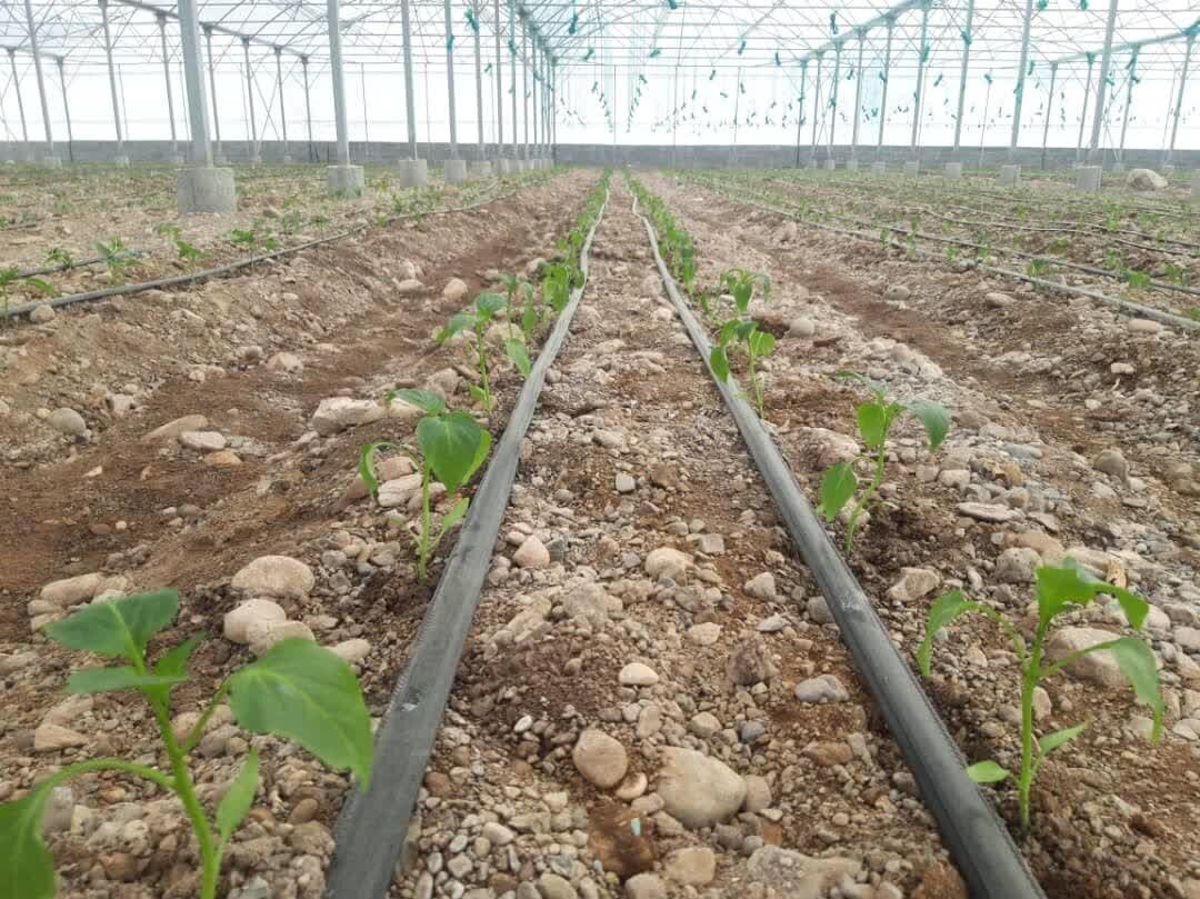 نظارت بر ۱۵۰ طرح واگذاری زمین‌های کشاورزی در بندرعباس