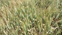 بررسی آفت سن غلات در بیارجمند