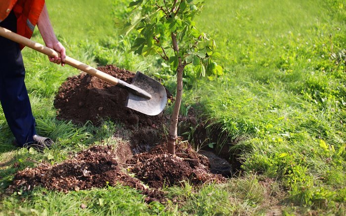 آغاز اجرای طرح «درخت رحمت» در خراسان جنوبی