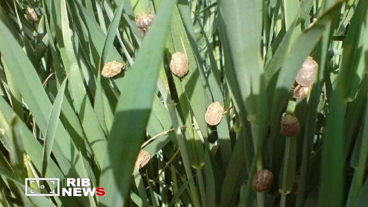 سن گندم مهمترین آفت مزارع غله آذربایجان شرقی