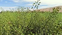 کاهش وابستگی به واردت روغن با توسعه کشت کاملینا