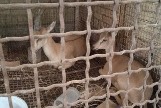 کشف ۲ رأس بزغاله وحشی زنده در خانه یک فرد متخلف در بهبهان