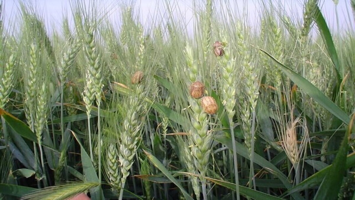 کاهش آفت سن زدگی گندم‌های هرمزگان به زیر نیم درصد