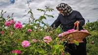 برداشت گل محمدی در شمال فارس