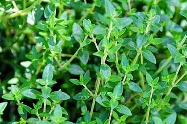 گنجینه ۱۲ هزار نمونه گیاهی و مرجع علمی ملی در آذربایجان غربی