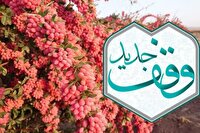 وقف یک ساعت آب و باغ زرشک در قائنات