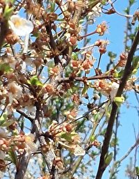 خسارت ۶۱ میلیارد تومانی سرمای بهاره به باغداران نیشابور
