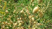 پیش‌بینی تولید ۴۶ هزار تن نخود در لرستان
