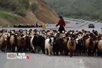 آغاز کوچ بهاره عشایر لرستان به مناطق ییلاقی