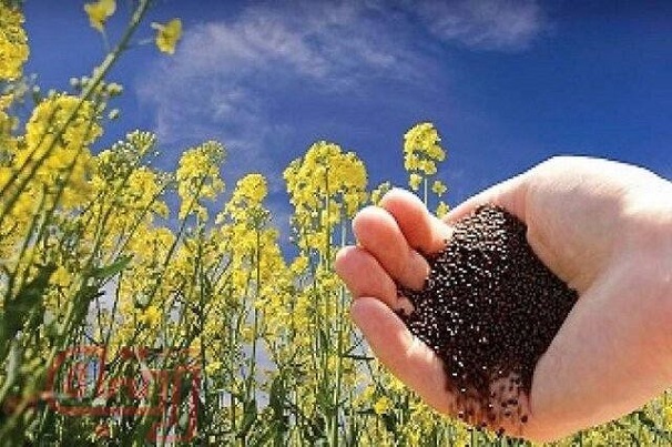 پیش بینی برداشت ۷۰ هزار تن کلزا امسال از مزارع استان