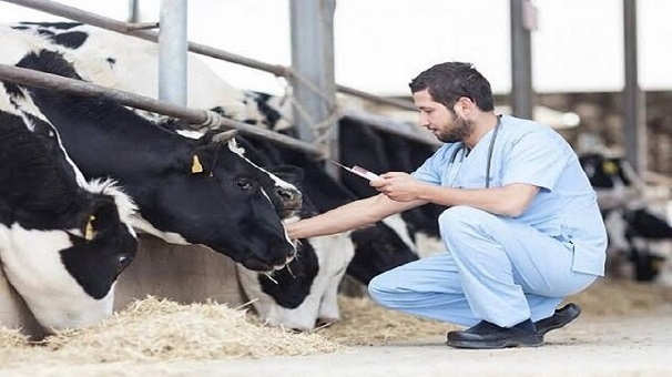 تداوم طرح واکسیناسیون دام‌های گلستان علیه «شاربون» و «آبله»