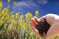 پیش بینی برداشت ۷۰ هزار تن کلزا امسال از مزارع استان