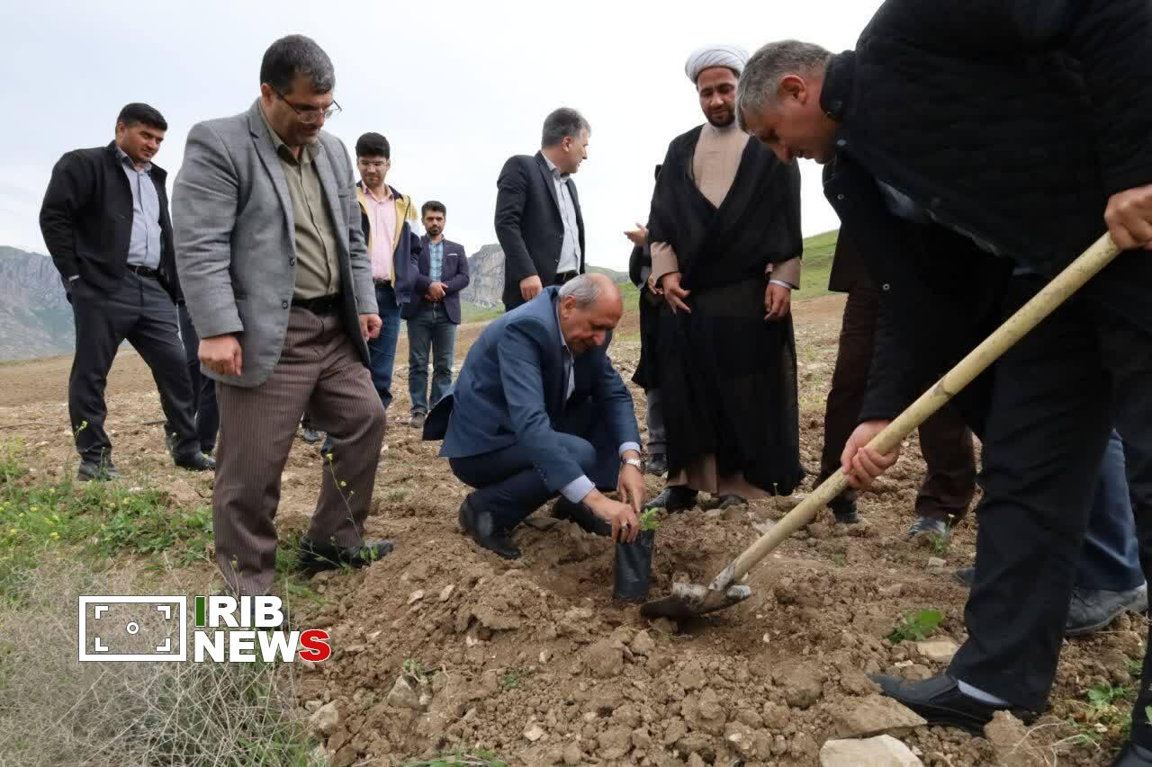 شتاب‌گیری تولید سماق در آذربایجان‌ شرقی