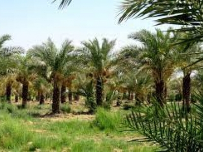 اجرای طرح جوان‌سازی نخیلات خوزستان در سطح ۱۵۰۰ هکتار