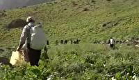 خطر انقراض گیاهان مرتعی در کهگیلویه و بویراحمد