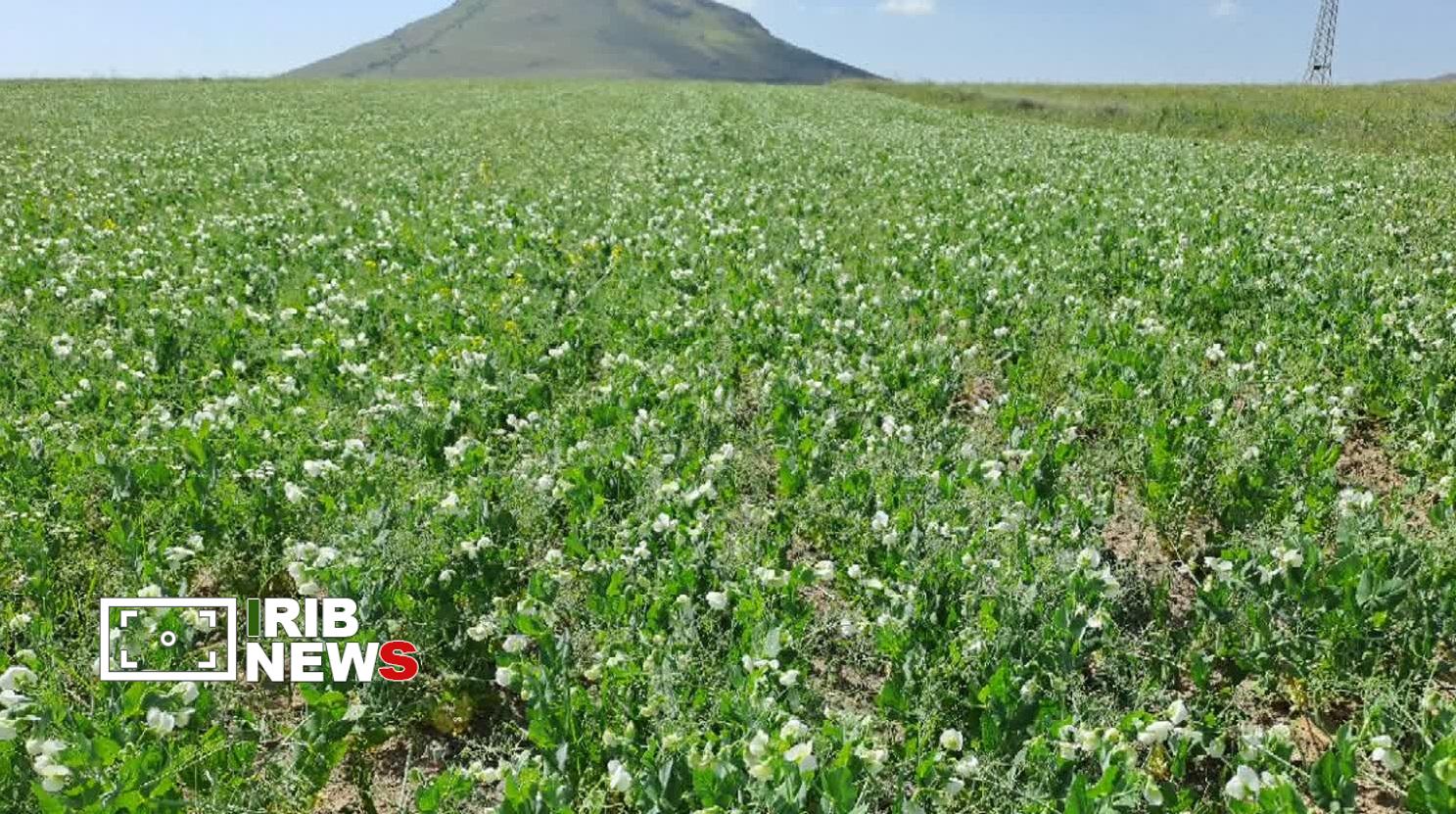تولید یک میلیون و ۱۰۰ هزار تُن محصول علوفه‌ای در آذربایجان شرقی