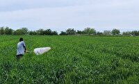 مبارزه با آفت سن گندم در بیش از ۱۱ هزار هکتار از مزارع استان قزوین
