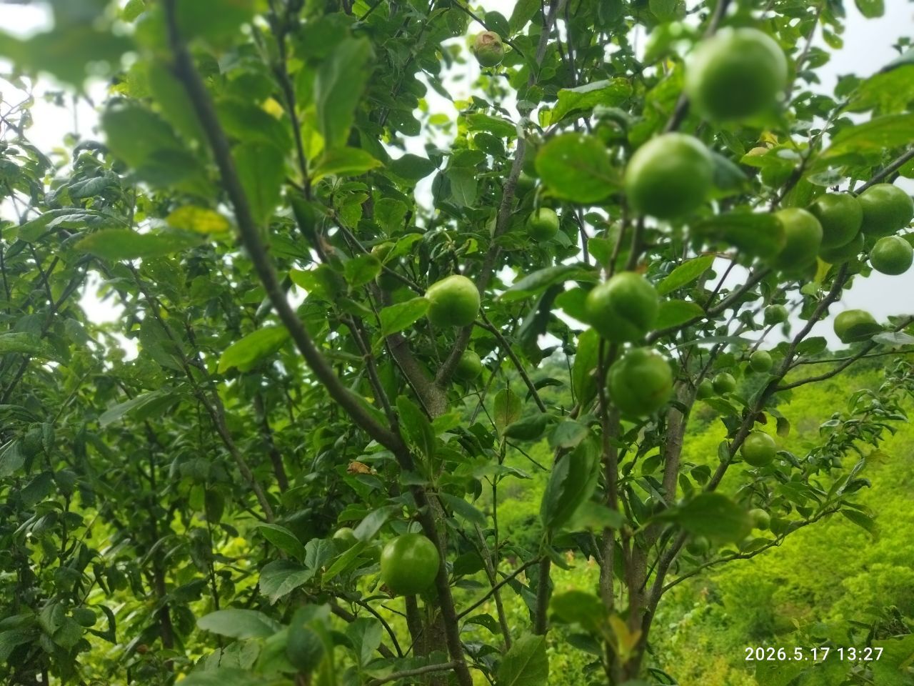 آغاز برداشت گوجه سبز در صومعهسرا آغاز برداشت گوجه سبز در صومعهسرا