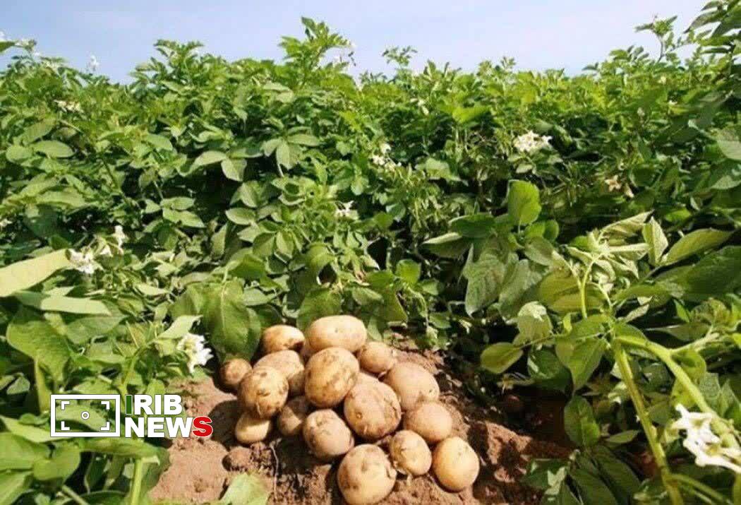 پیش‌بینی تولید ۳۰۰ هزار تن سیب‌زمینی در لرستان