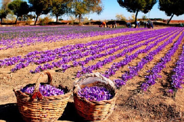 توسعه کشت زعفران با مشارکت زعفرانکاران استان شتاب میگیرد توسعه کشت زعفران با مشارکت زعفرانکاران استان شتاب میگیرد