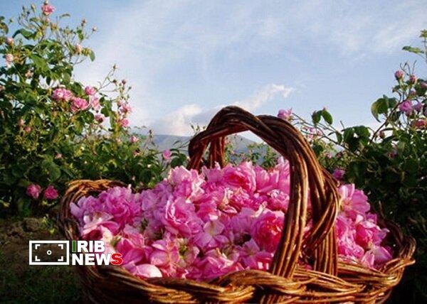 پیش بینی برداشت بیش از ۴۰ تُن گل محمدی از باغهای هوراند