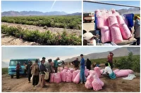 فصل گل چینی از باغ مکانیزه شرکت تعاونی روستایی در برزک