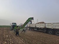 برداشت چغندر قند در بیش از هزار هکتار از زمین‌های کازرون