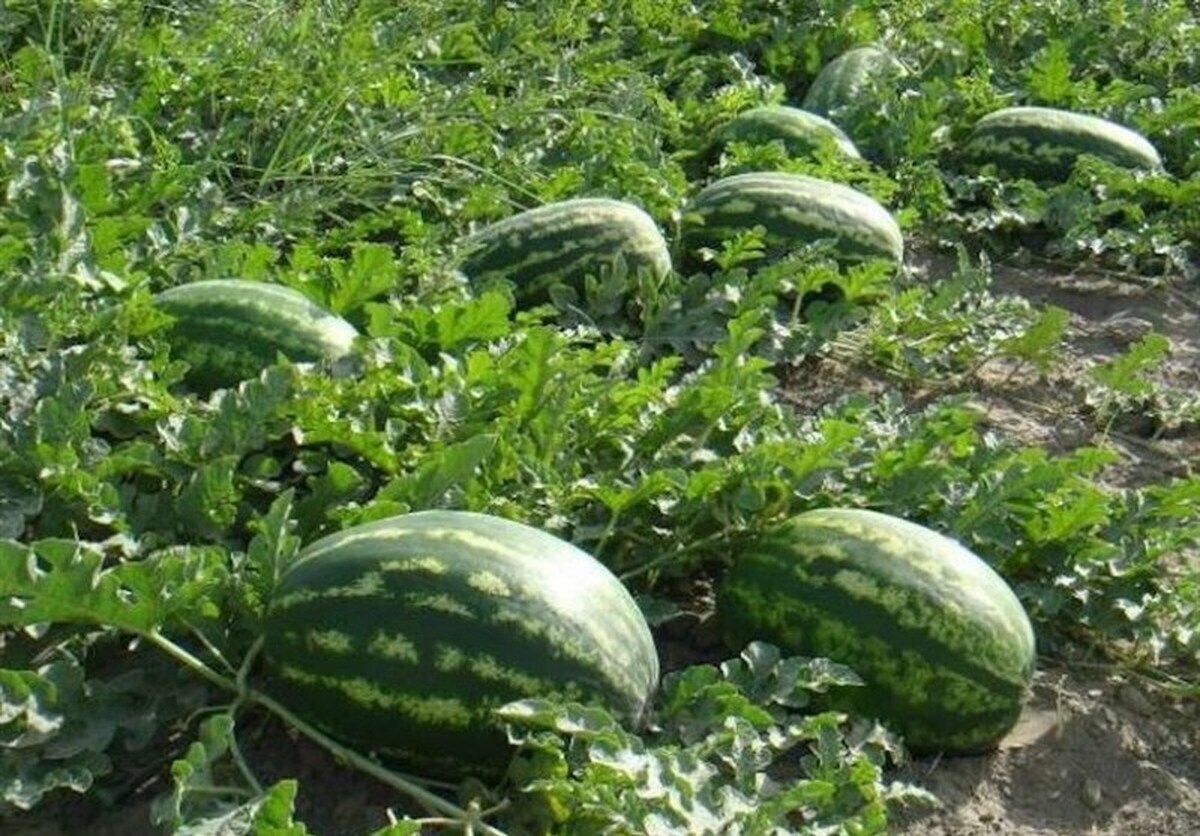 آغاز برداشت خربزه و هندوانه از مزارع داراب