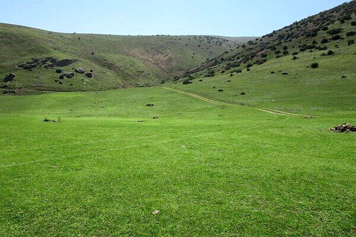 تولید سالانه ۶۲۵ هزار تن علوفه از مراتع گسترده کردستان