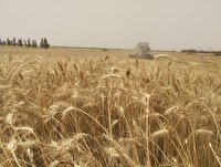 آغاز خرید تضمینی گندم در کهگیلویه و بویراحمد