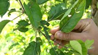 خسارت تگرگ به حدود ۸۰۰ هکتار از باغ‌ها و مزارع مهاباد