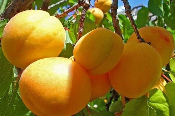پیش بینی برداشت ۲۵ هزار تُن زردآلو از باغات فارس پیش بینی برداشت ۲۵ هزار تُن زردآلو از باغات فارس