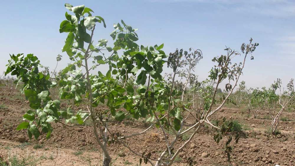سرمازدگی ۱۱ هزار هکتار از باغات آذربایجان غربی را نابود کرد