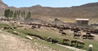 پیش‌بینی تولید ۶۷ هزار تن محصولات لبنی و پروتئینی