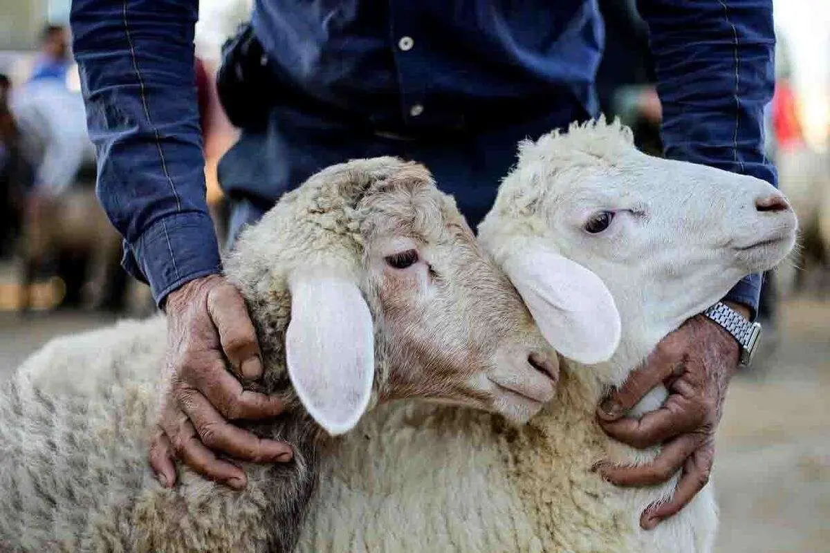 بسیج گروههای نظارت دامپزشکی خوزستان برای تضمین سلامت عید قربان بسیج گروههای نظارت دامپزشکی خوزستان برای تضمین سلامت عید قربان