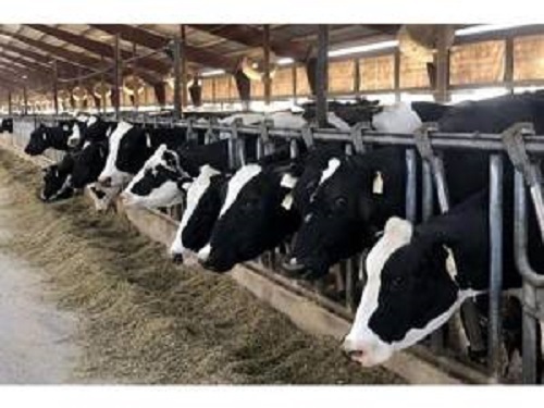 تلقیح ۱۰ هزار دام سنگین در مازندران تلقیح ۱۰ هزار دام سنگین در مازندران