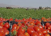برداشت و صادرات گوجه فرنگی شهرستان مهر
