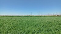 پیش بینی برداشت ۱۰ هزار تن گندم از مزارع ابرکوه 
