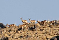 از مزاحمت برای حیات وحش در فصل زادآوری خودداری کنید