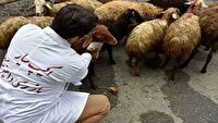نظارت ۷۸ گروه دامپزشکی بر ذبح دام‌های قربانی در آذربایجان شرقی
