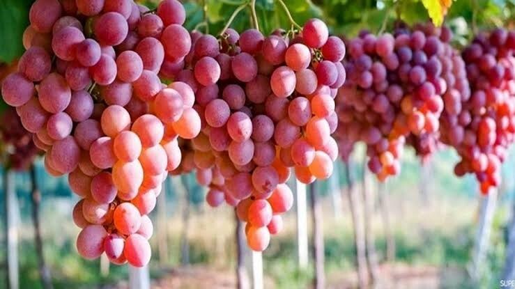 آغاز برداشت انگور یاقوتی نوبرانه از تاکستان‌های شهرستان جهرم