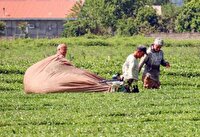 مطالبات چایکاران از دولت هفته آینده پرداخت می‌شود